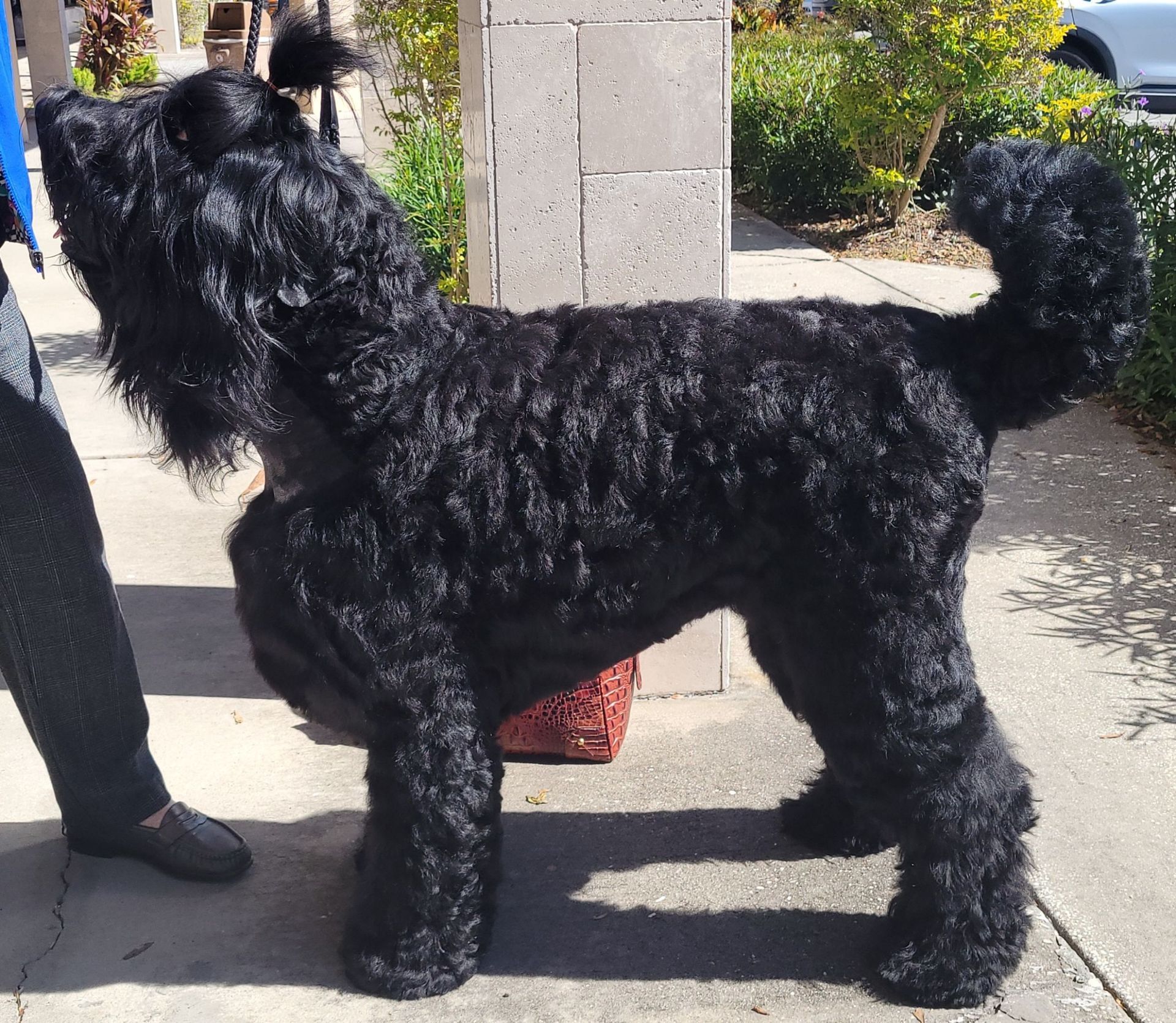 White cat being groomed with comb and scissors on a table.