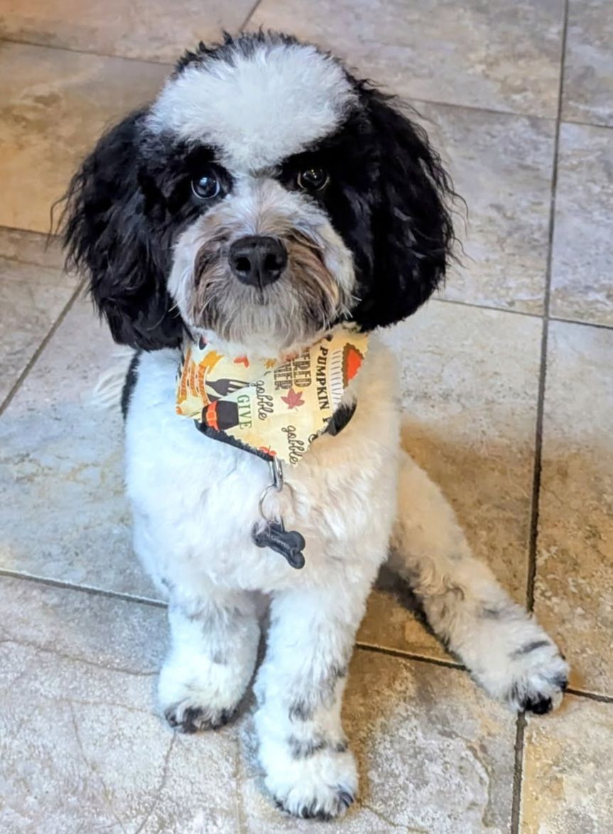 Black and white dog with a Halloween bandana sitting on a tiled floor.