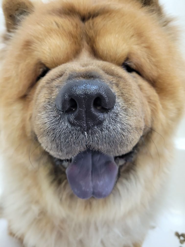 Close-up of a smiling Chow Chow dog, tan fur, black nose, purple tongue.