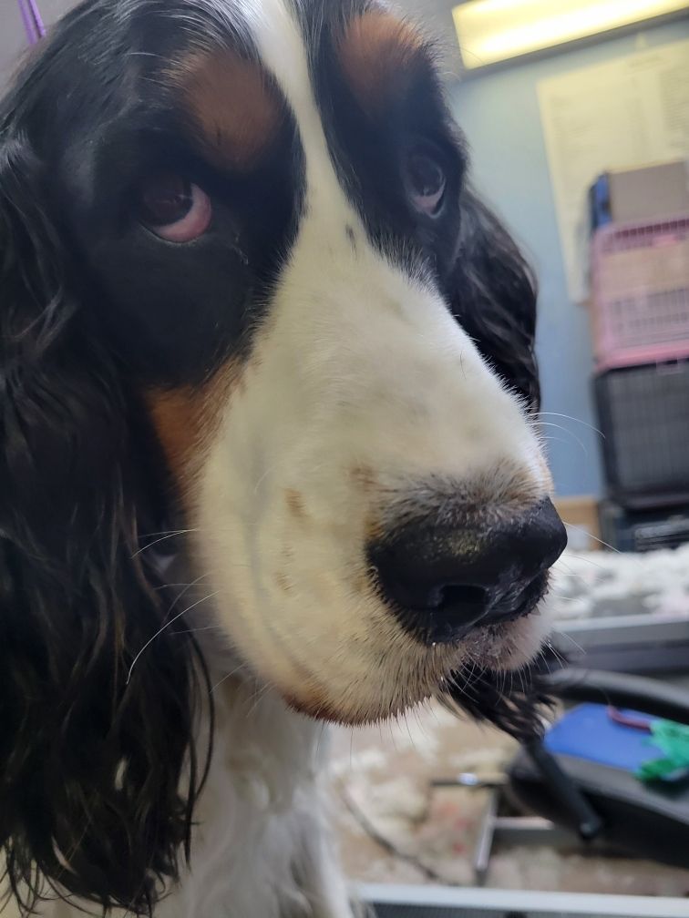 Close-up of a dog with black, white, and tan fur looking up with a sad expression.