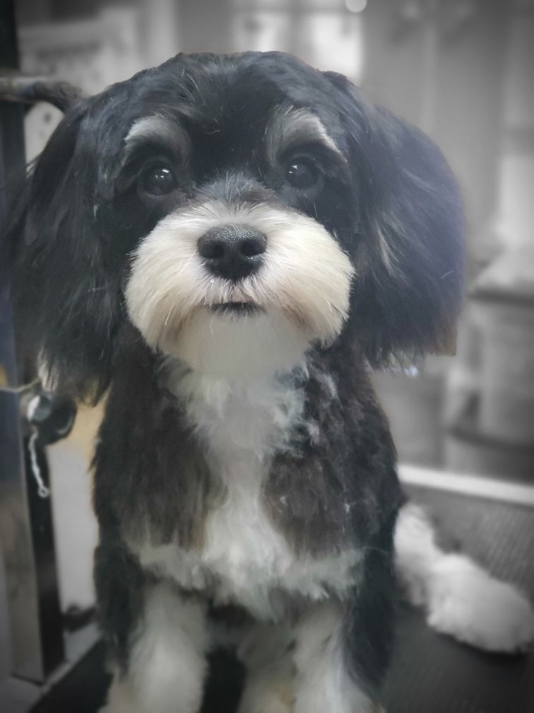 Black and white dog with a fluffy white beard, looking at the camera.