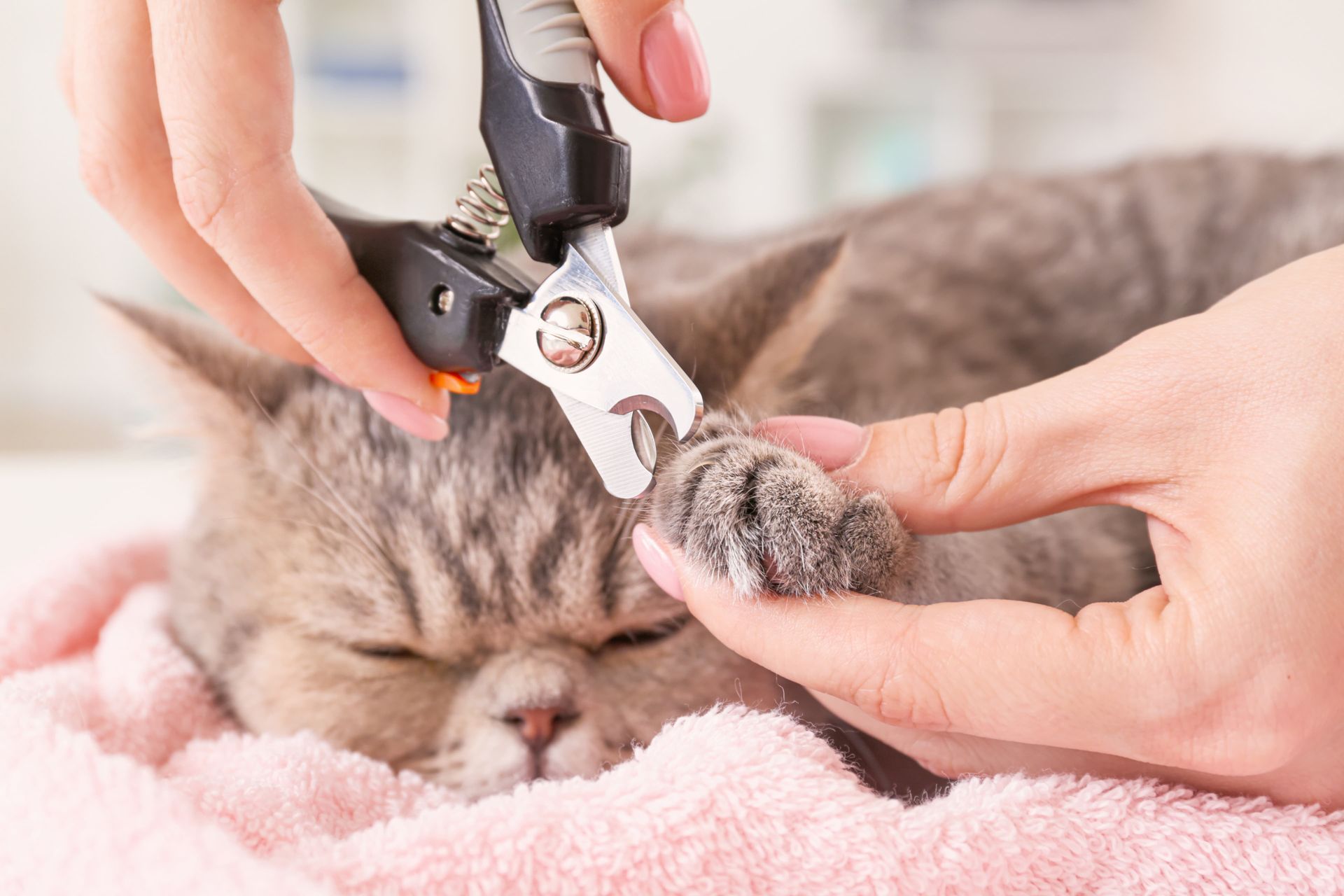 Person trimming a cat's nails with clippers. Cat lies on a pink towel.