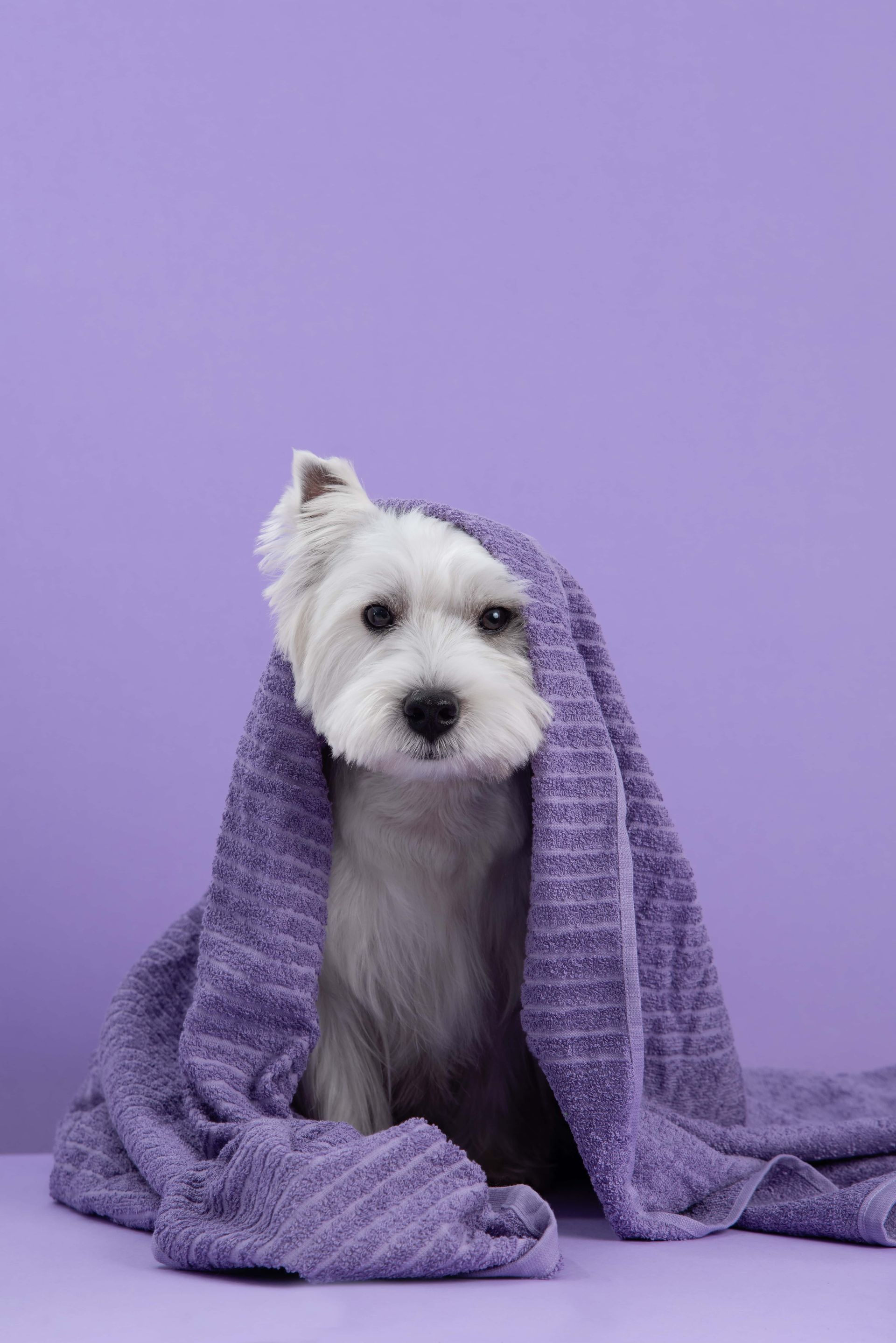 White dog wrapped in a purple blanket, against a solid purple background.