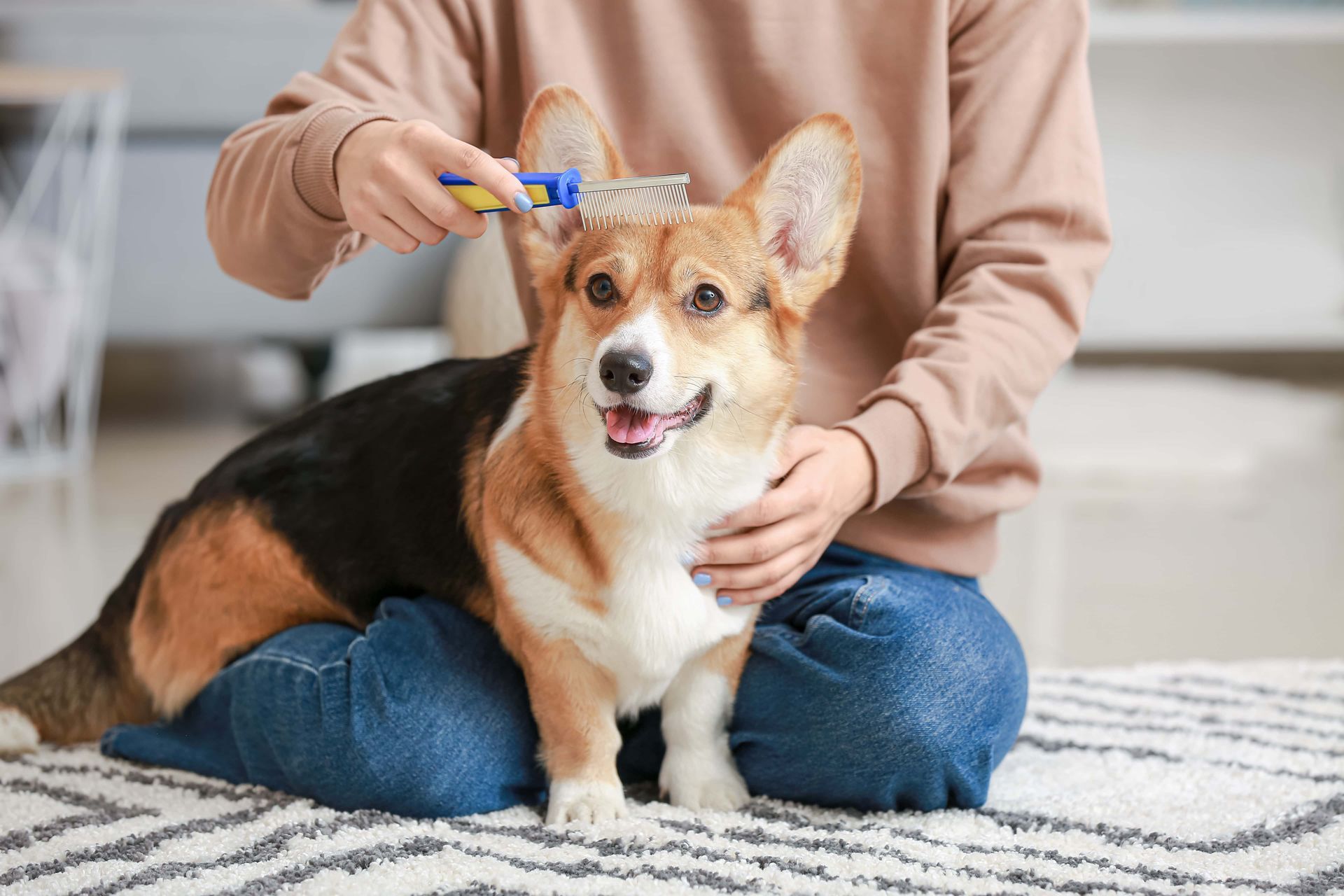 Person brushing a Pembroke Welsh Corgi on a rug; dog has a happy expression and tri-color coat.