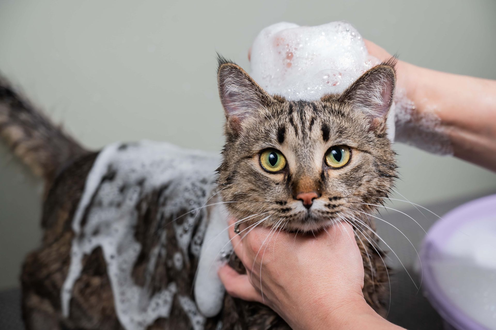 Cat being bathed with foamy soap, looking directly at the camera.