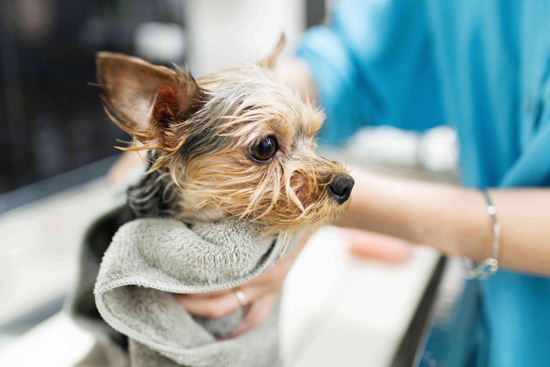 Yorkshire terrier being dried with a towel by a person wearing a blue shirt.