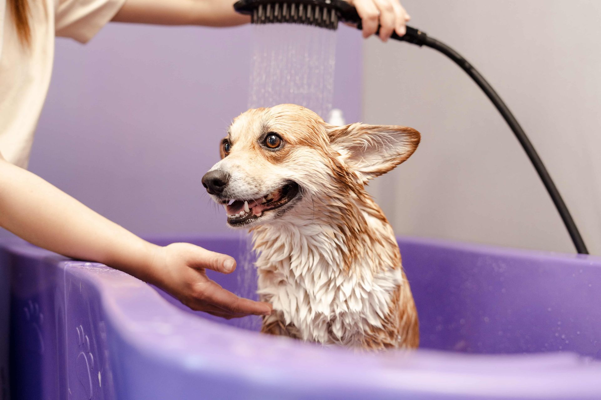Corgi being bathed in a purple tub, smiling as water runs over it.