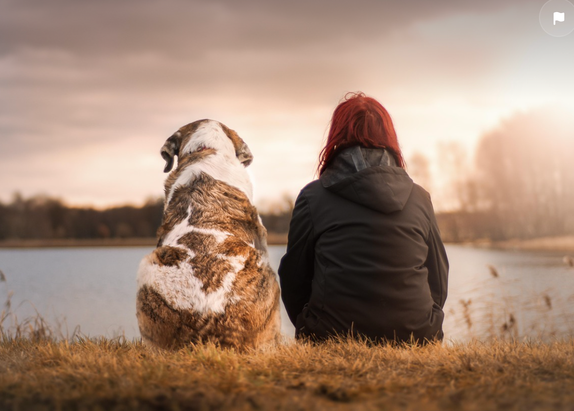 Woman sitting with a dog, gazing into the distance, reflecting on loss and comfort
