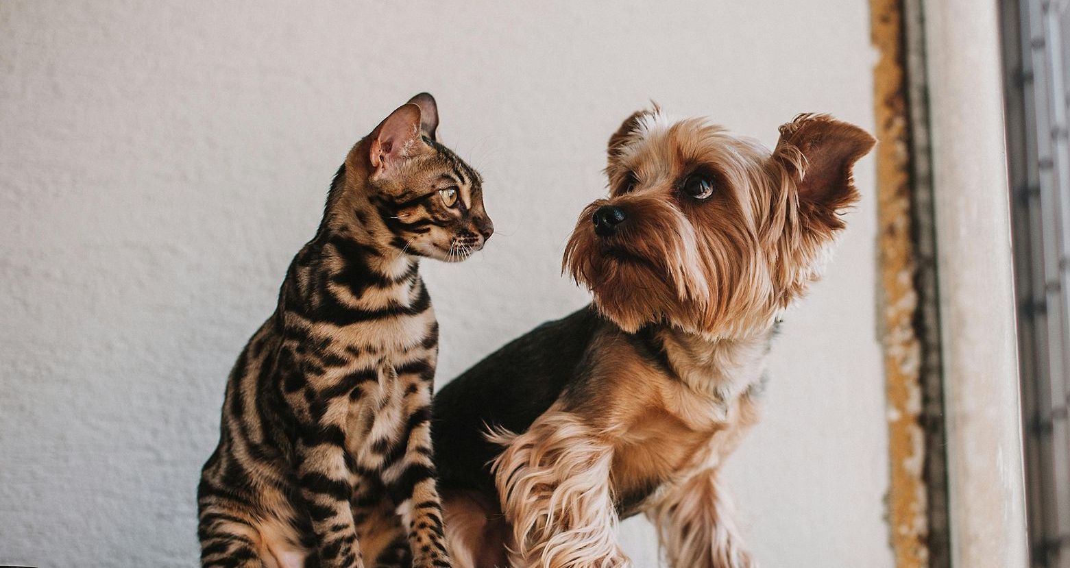 A dog and a cat sitting side by side, symbolising companionship and loss