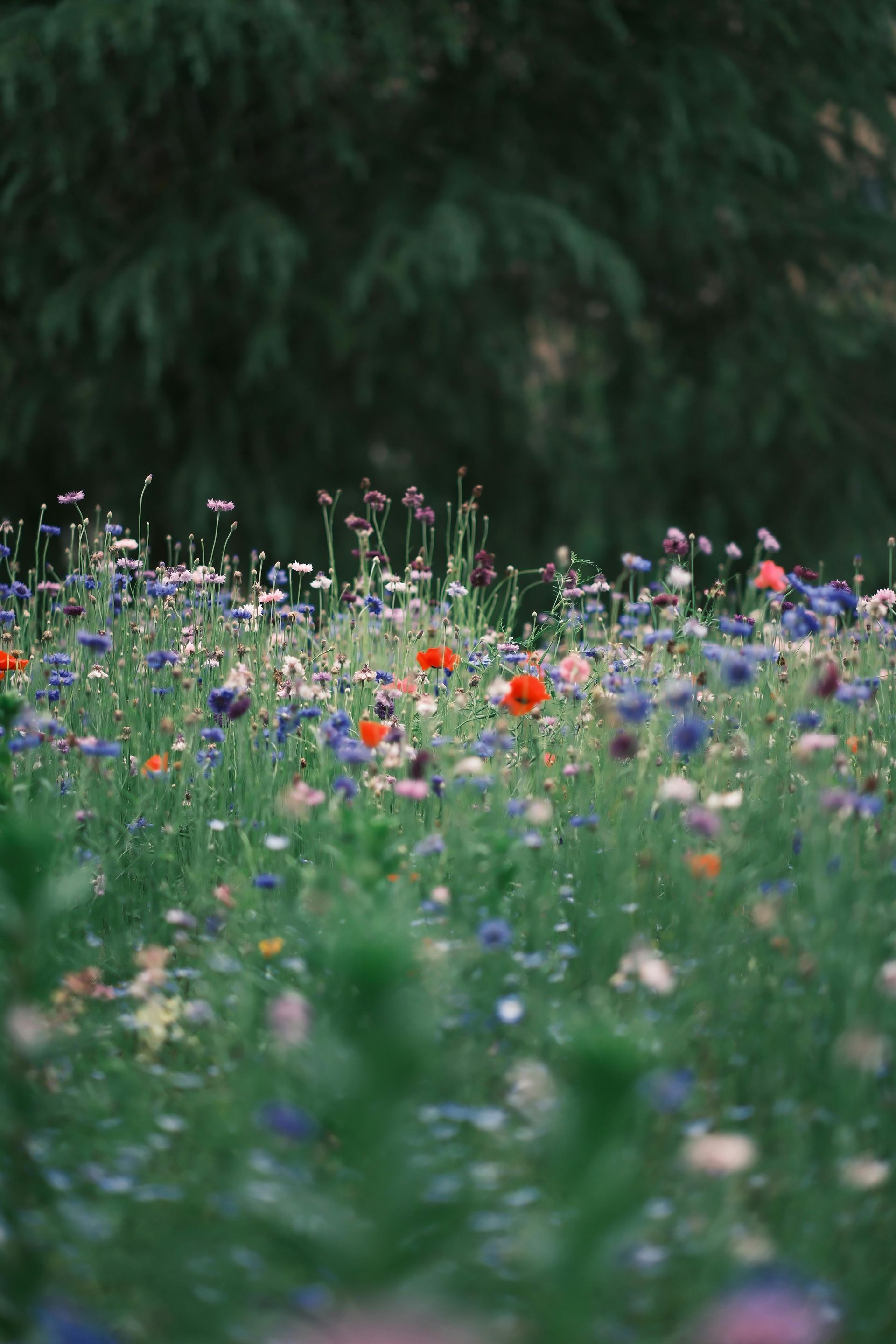 Peaceful field of wildflowers symbolising healing and natural growth