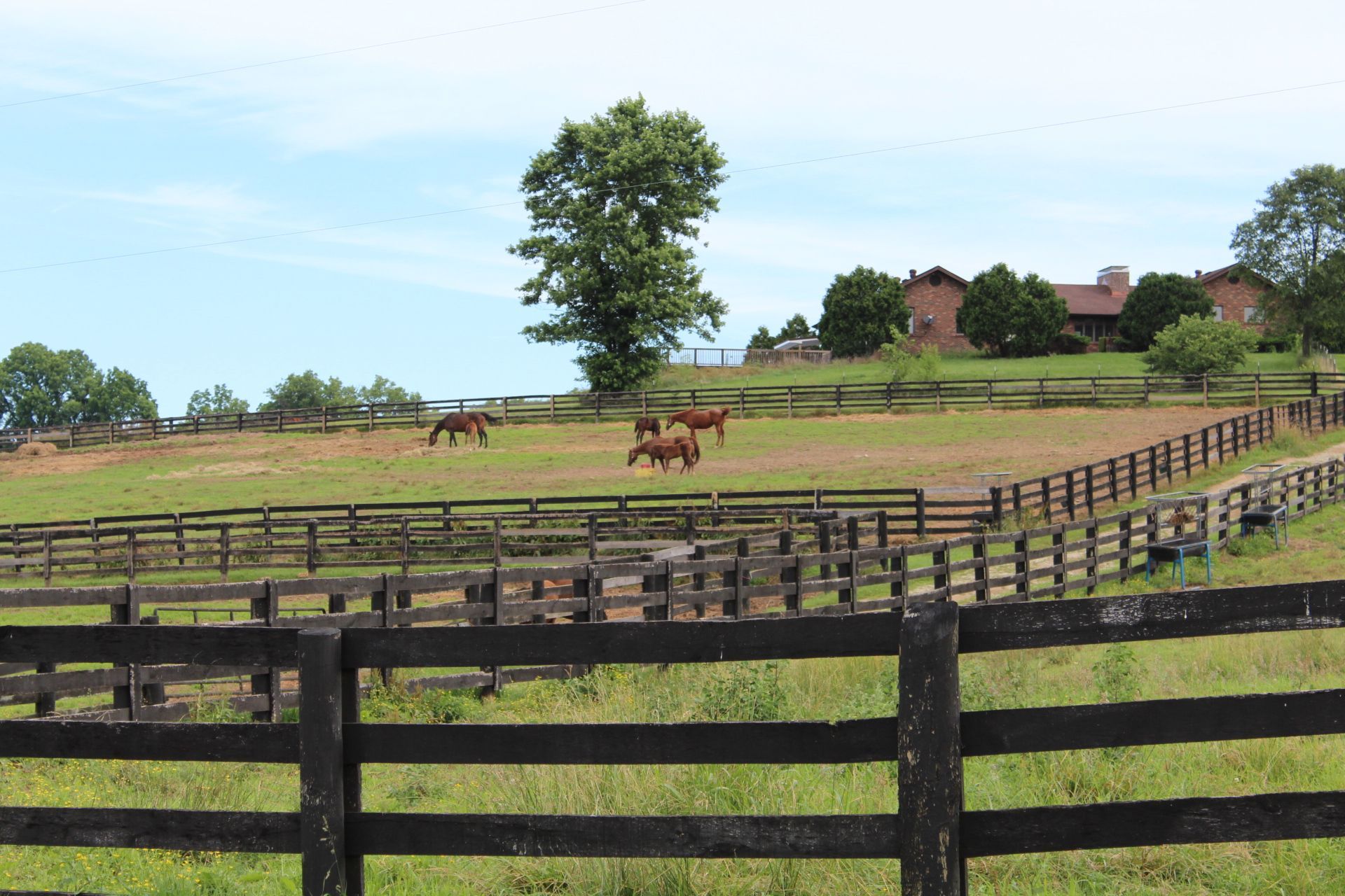 Horses graze in a grassy pasture, enclosed by black fences, with a large house in the background along the Kentucky Bourbon Trail