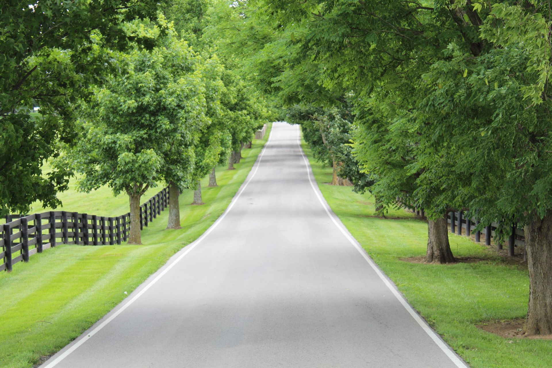 Kentucky Road along the Kentucky Bourbon Trail is lined with trees, leading into the distance, with green grass and black fences on either side.