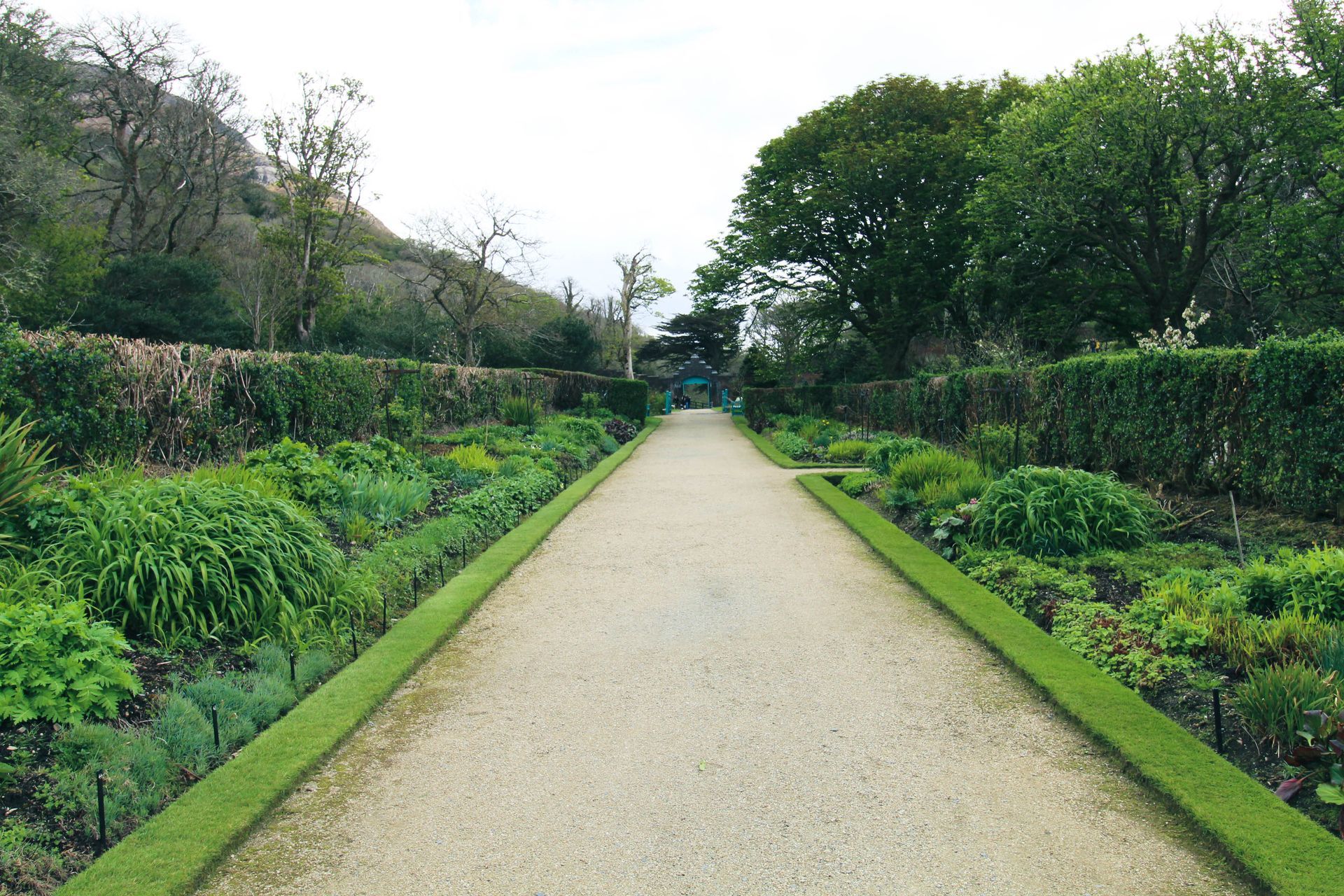 Long garden path with gravel, bordered by green plants and hedges. Kylemore Abbey & Victorian Walled Garden.