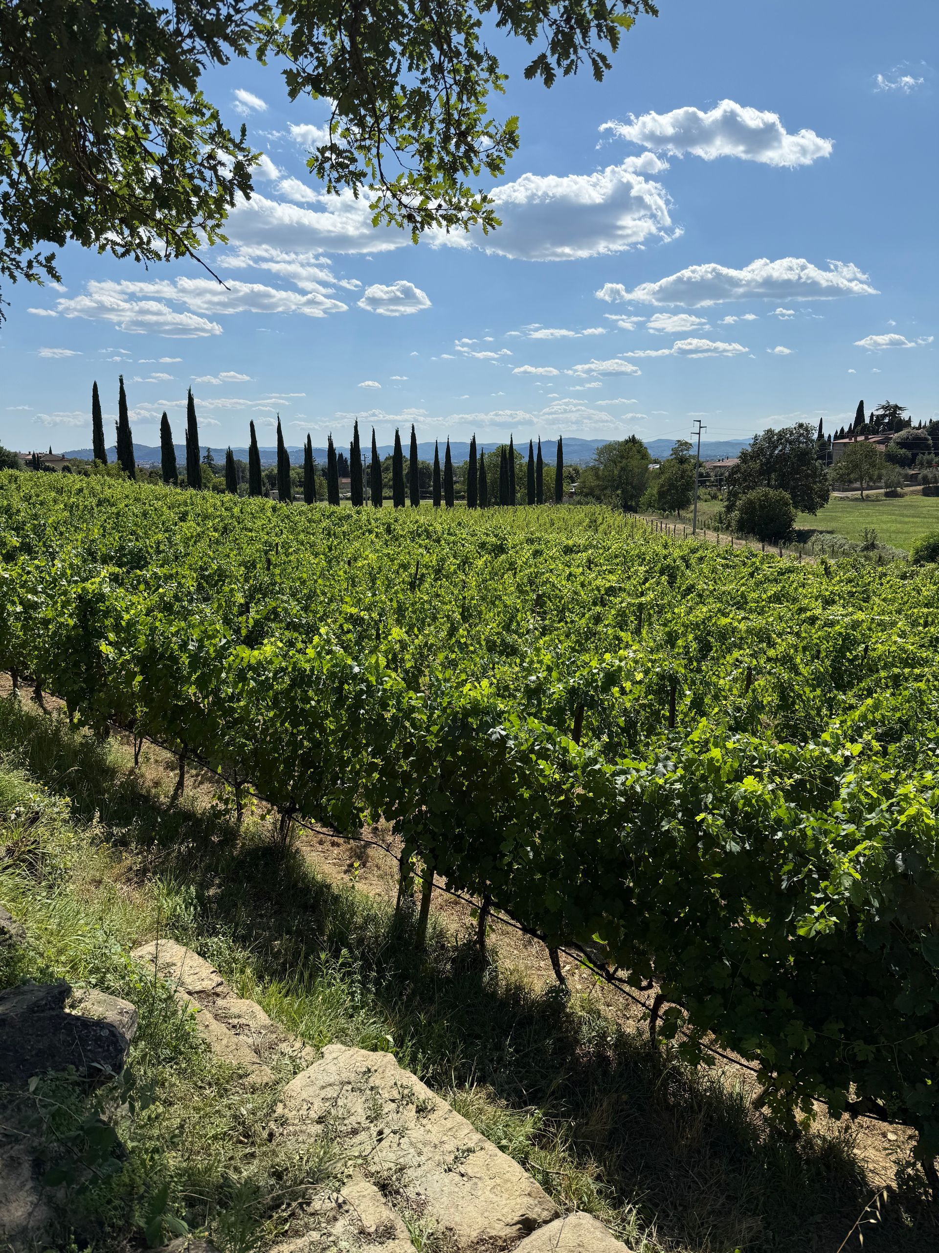 Vineyard in a sunny landscape in Tuscany with rows of green grapevines, tall trees, and a blue sky with clouds.
