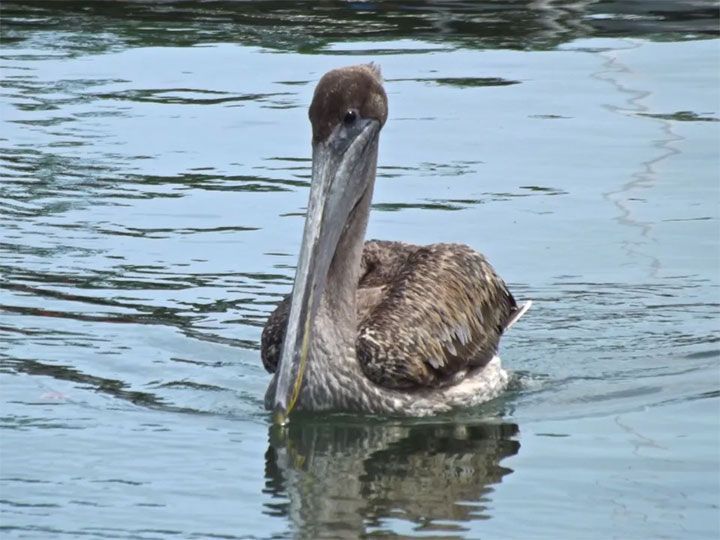 pelicans catching  fish