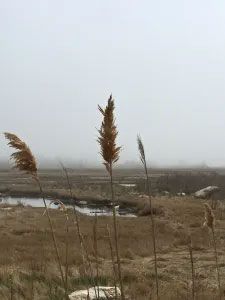 Barn Island