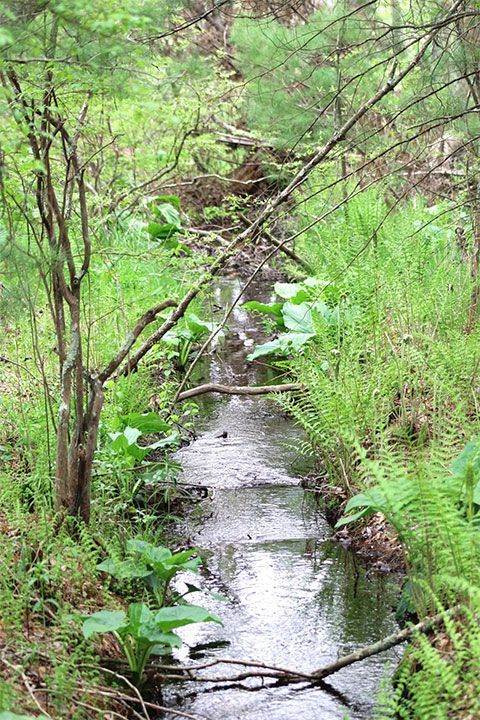 small stream in the middle of a forest 