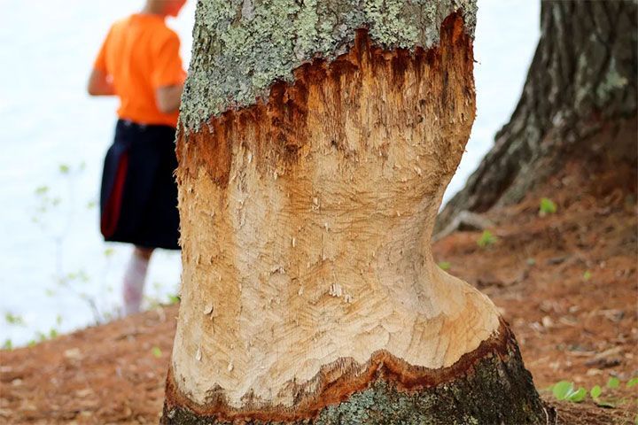 tree eaten by a beaver