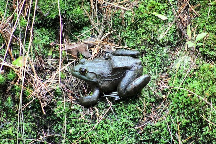 frog in forest
