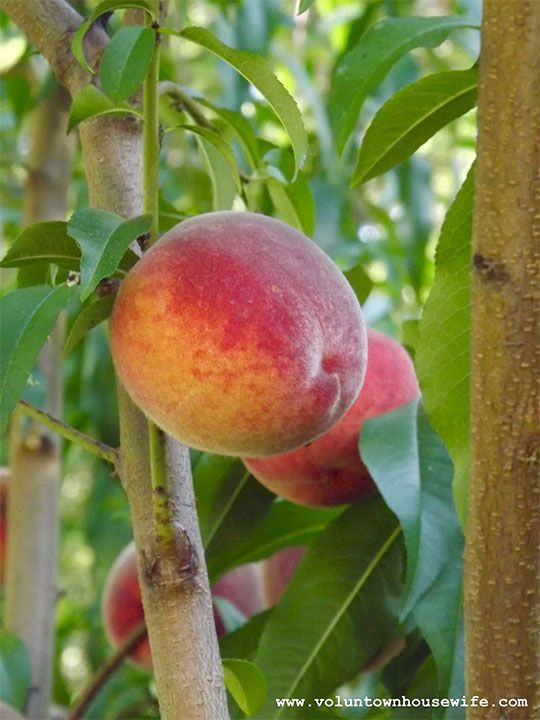 peach hanging on tree
