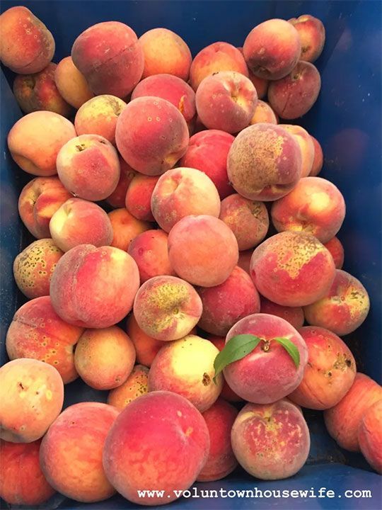 Peach Stuffed Beer Pretzels