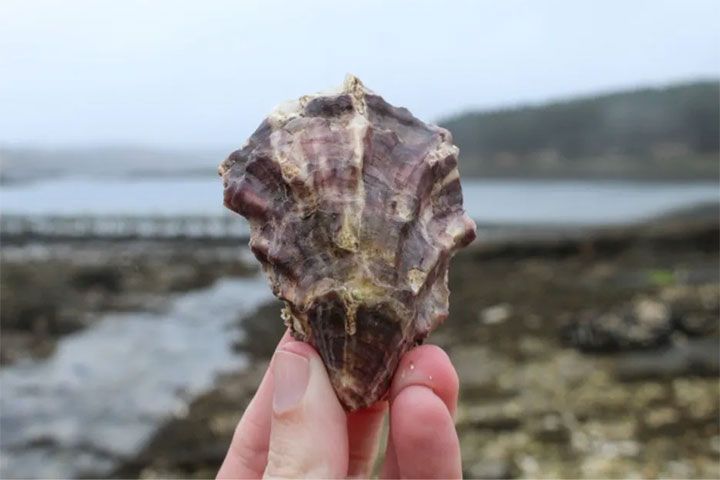 Oyster Farm Tour: DK Connemara Oyster Farm: Letterfrack, Ireland