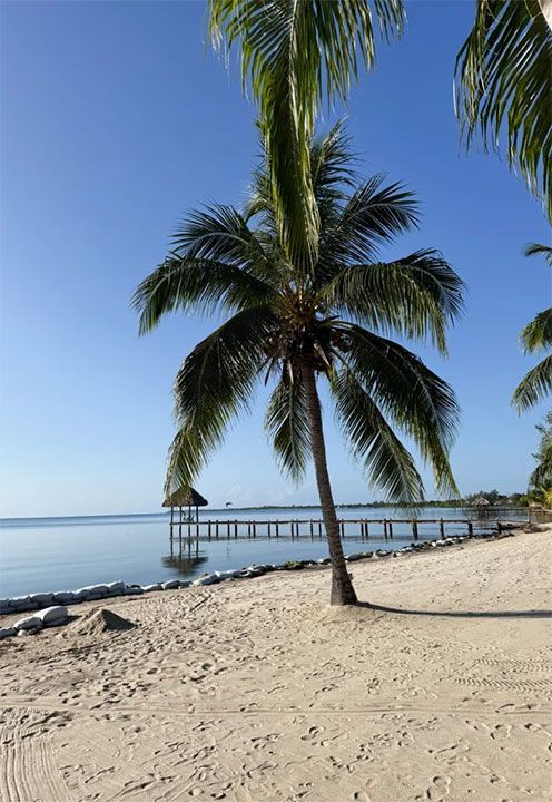 palm tree on a beach