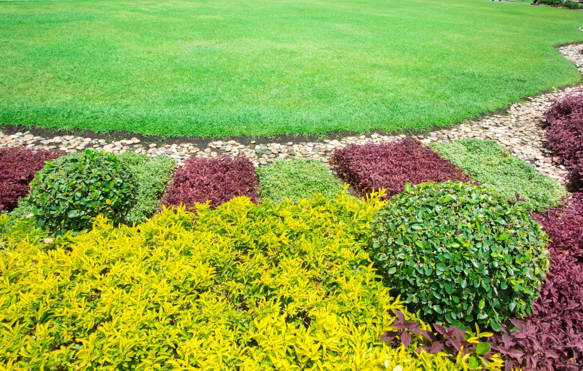 plants with different colors in the garden