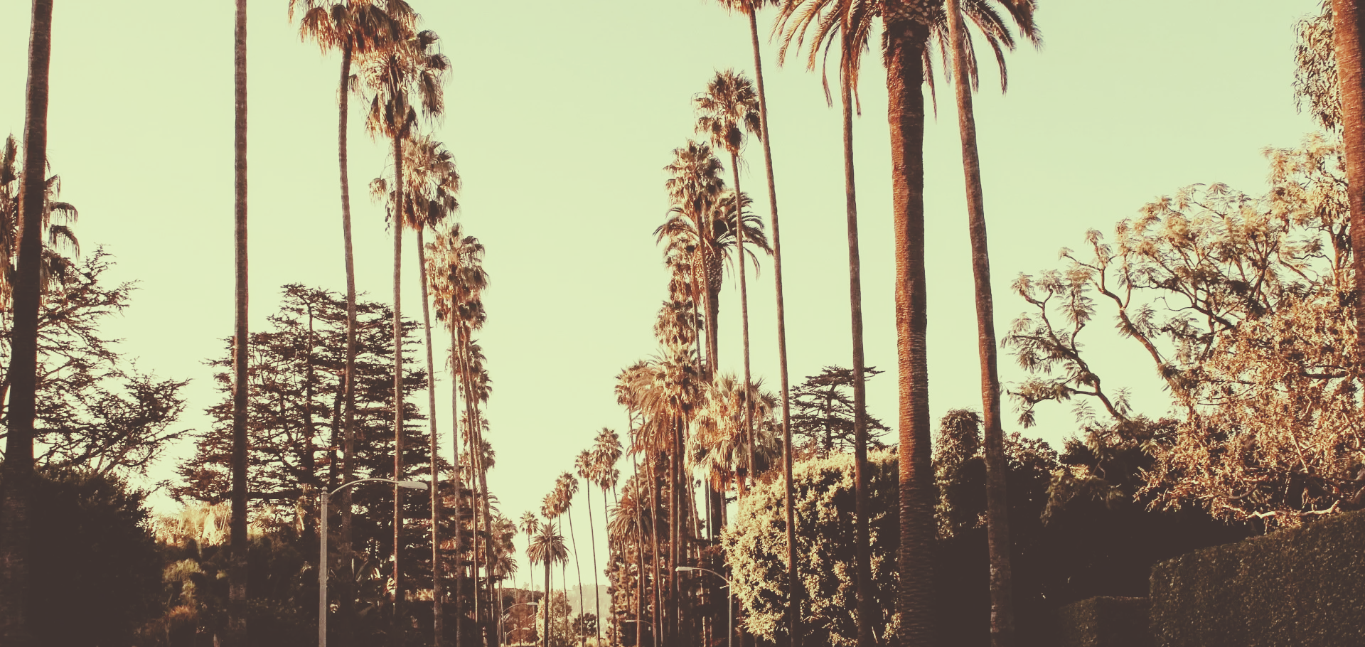 A row of palm trees on the side of a road.