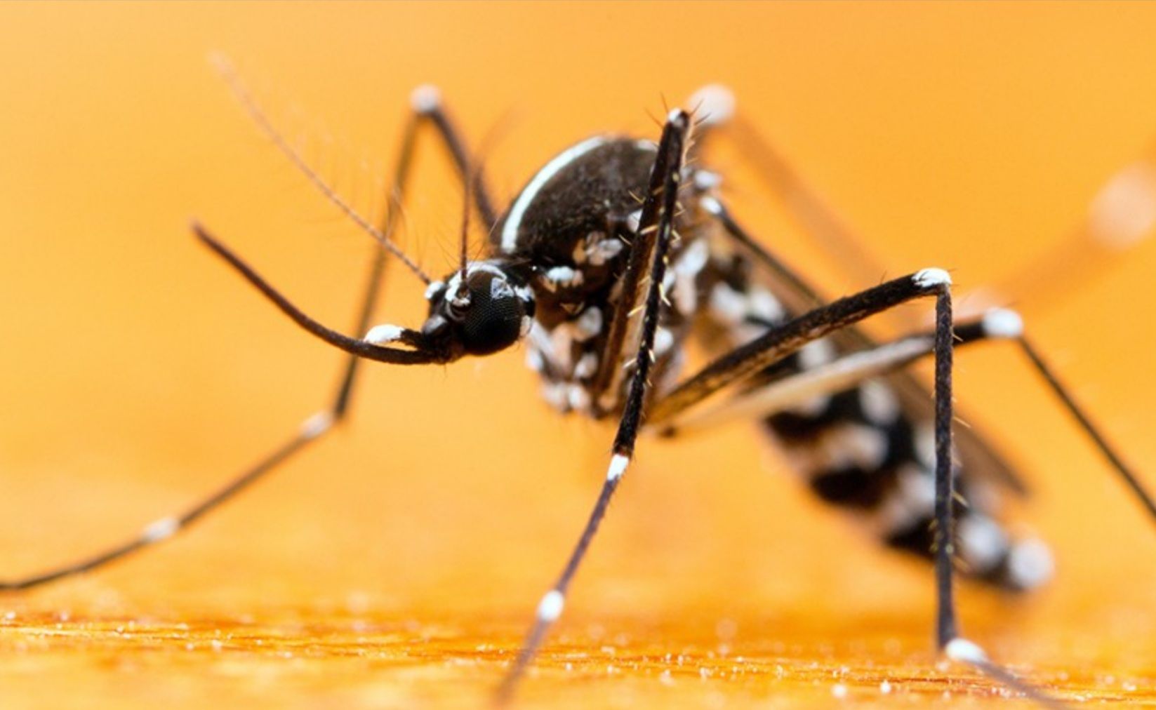 Person in protective gear spraying insecticide along a baseboard in a kitchen.
