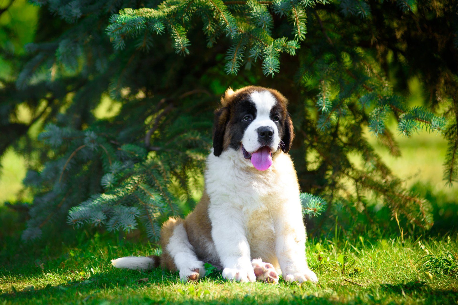 un chiot saint-bernard brun et blanc est assis dans l'herbe sous un arbre.