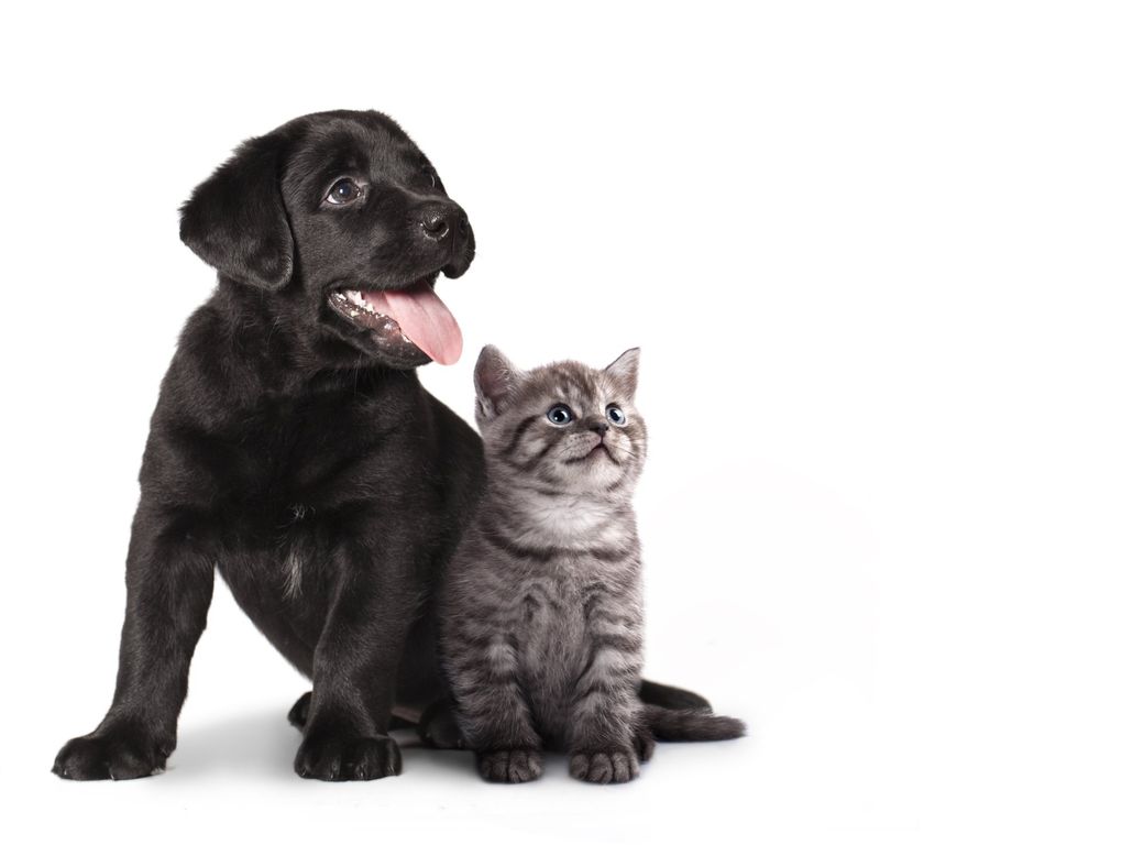 un chien et un chaton sont assis l'un à côté de l'autre sur un fond blanc