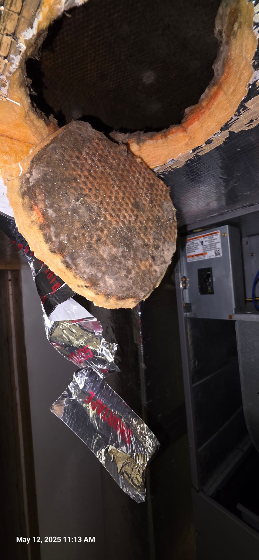 Close-up of a large bee's nest inside an opening, with exposed insulation and electrical panel in the background.