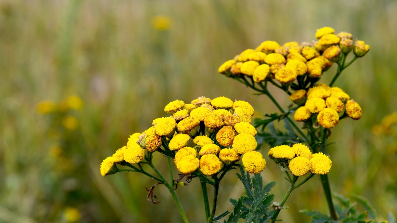 Eine Nahaufnahme von einem Strauß gelber Blumen auf einem Feld.