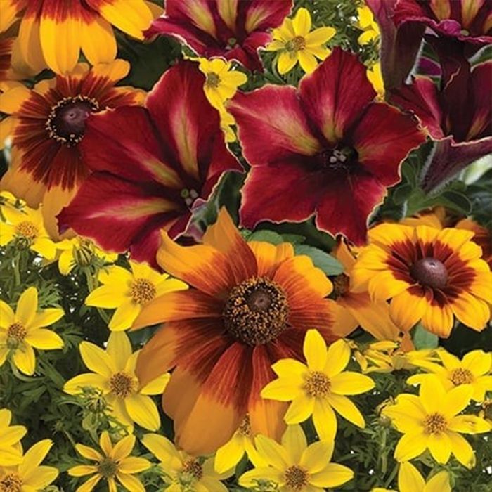 Designer Combinations