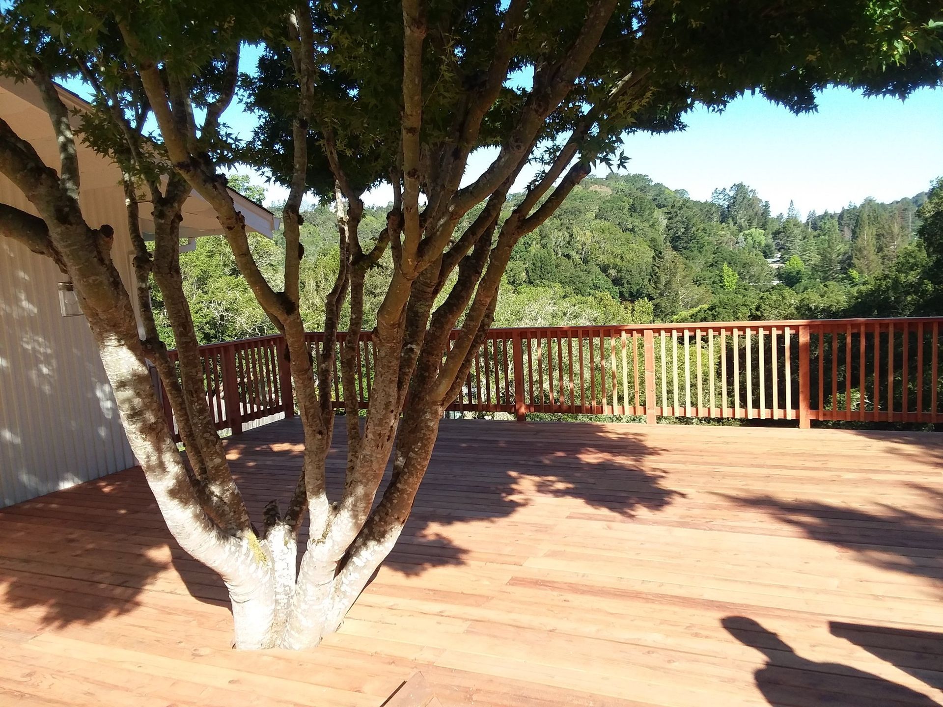 Wooden deck with a tree growing through it, overlooking a forest.
