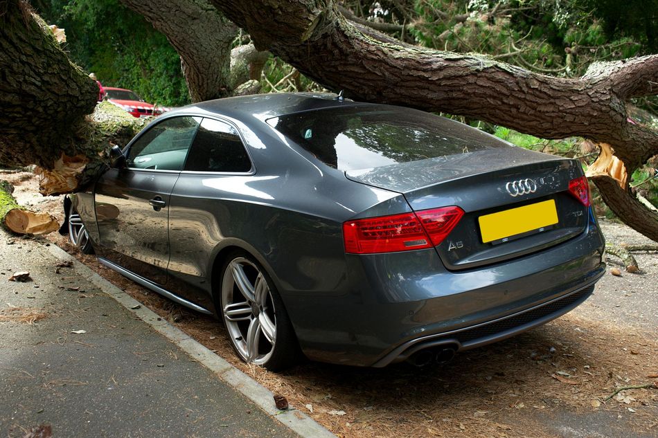 A gray audi is parked next to a fallen tree