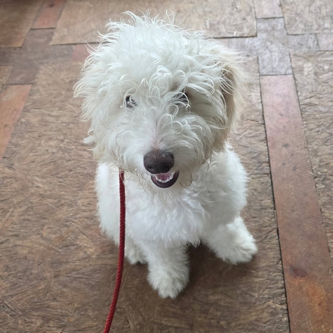White fluffy dog on a red leash sitting on a tiled floor, looking up with mouth open.