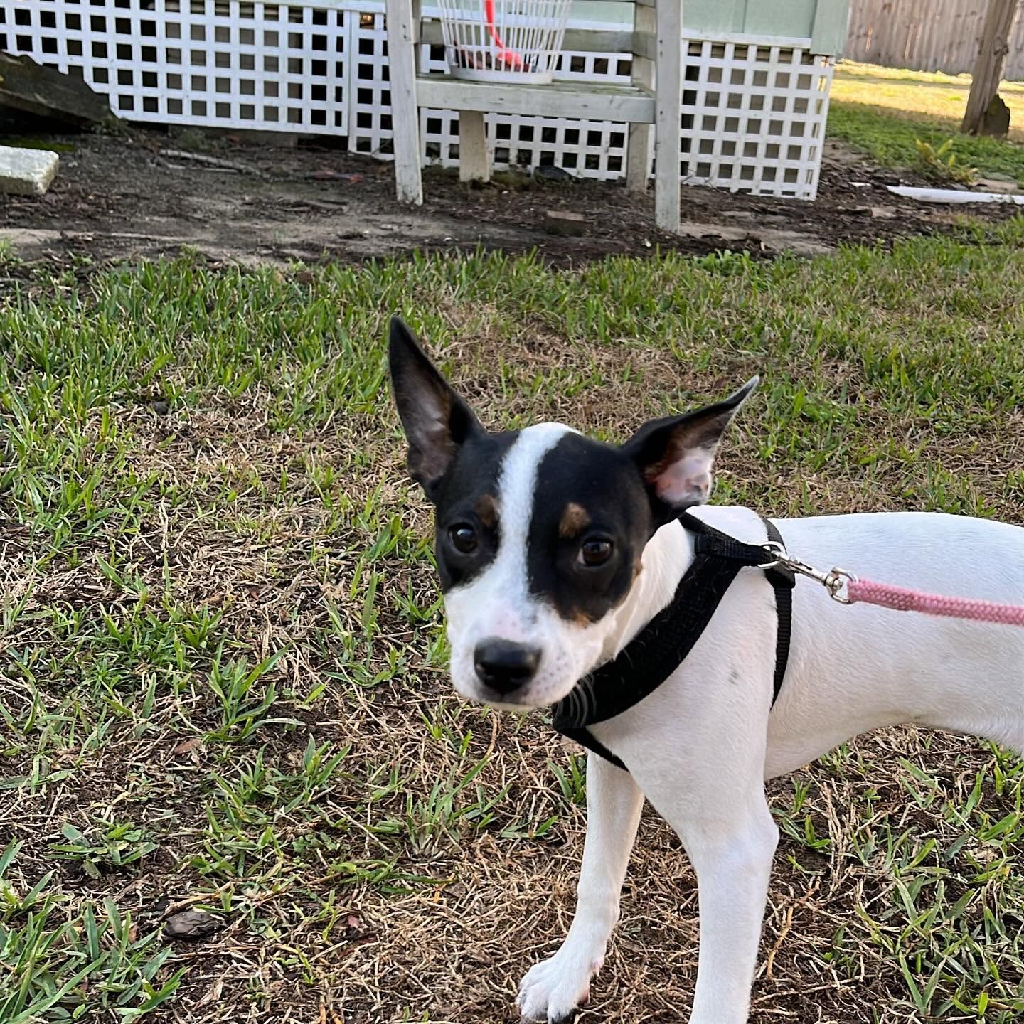 Small black-and-white dog on a leash standing on grass in a yard, facing the camera.