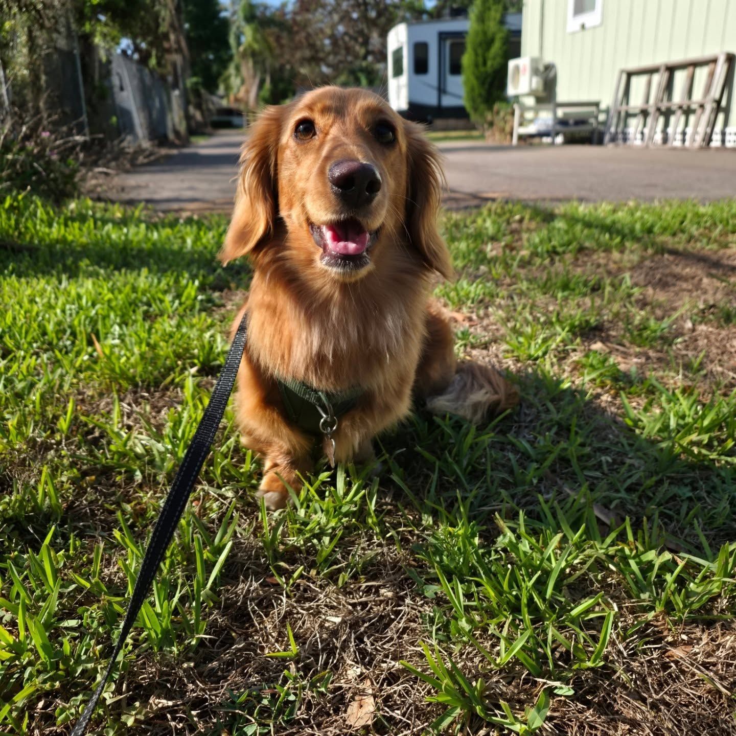Brown long-haired dachshund sitting on grass with a harness, looking at the camera with its mouth open.