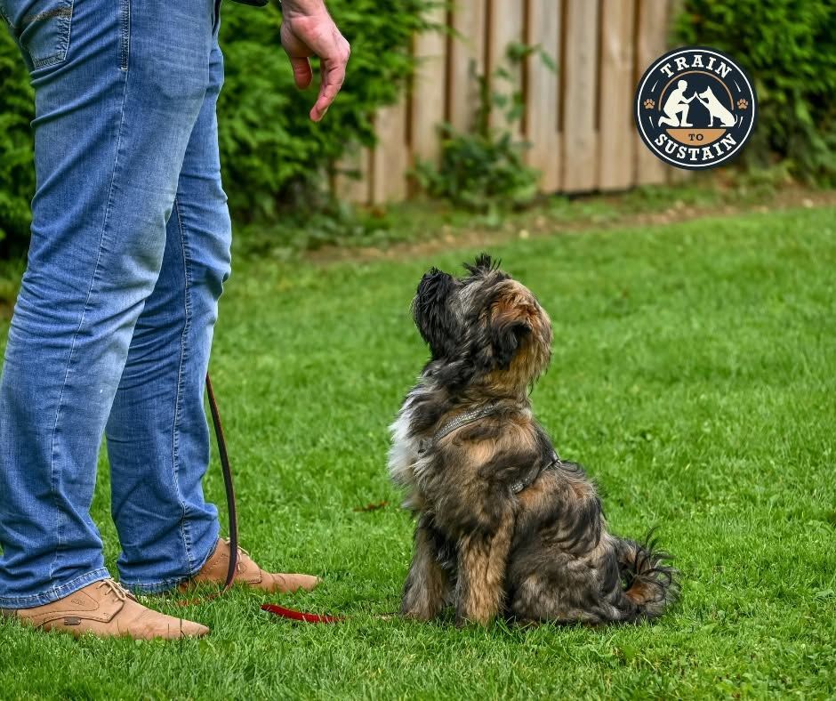 Person in jeans standing on grass with a small shaggy dog sitting and looking up at them