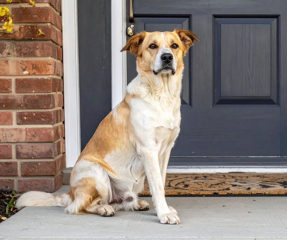 Tan-and-white dog sitting on a doorstep in front of a dark blue door and brick wall