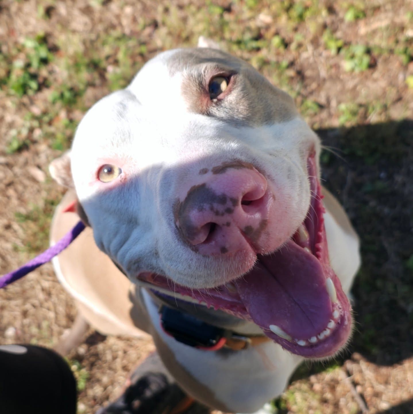 Happy tan-and-white dog with a purple leash, looking up and smiling outdoors