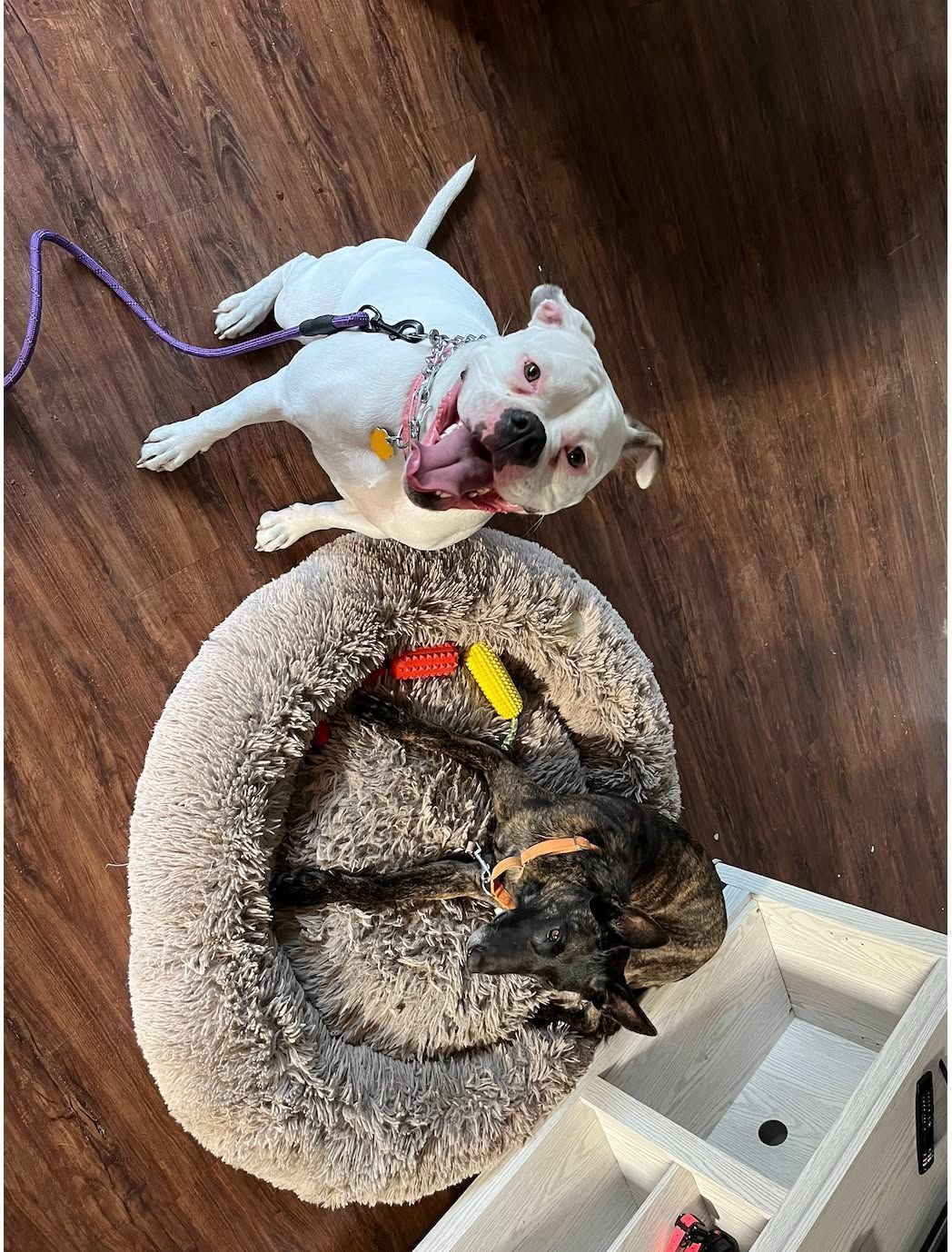 Two small dogs on a wood floor; one white, one brindle, lying in a beige pet bed with toys nearby.