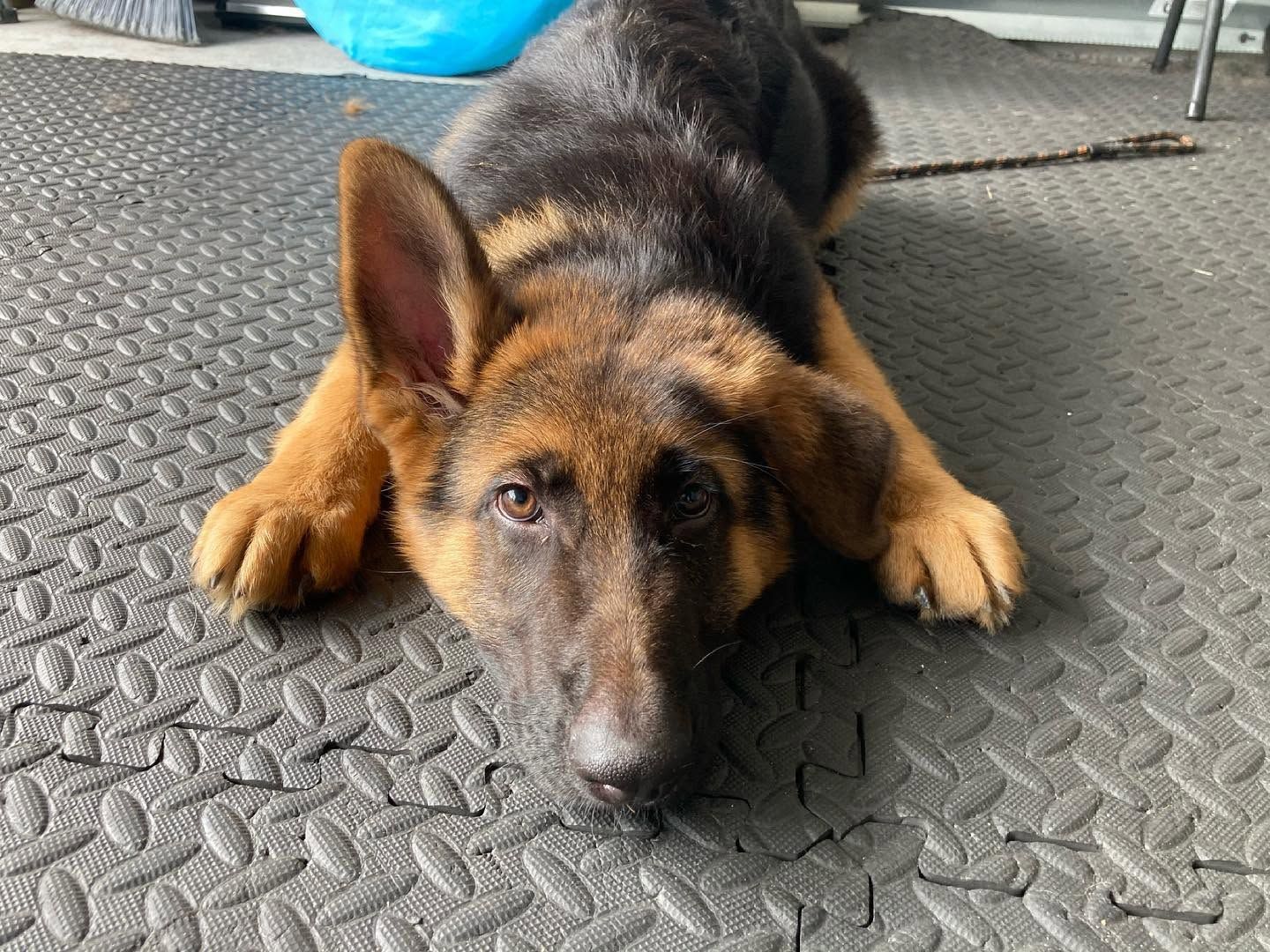 German Shepherd lying on a black mat, resting with head down and front paws stretched out