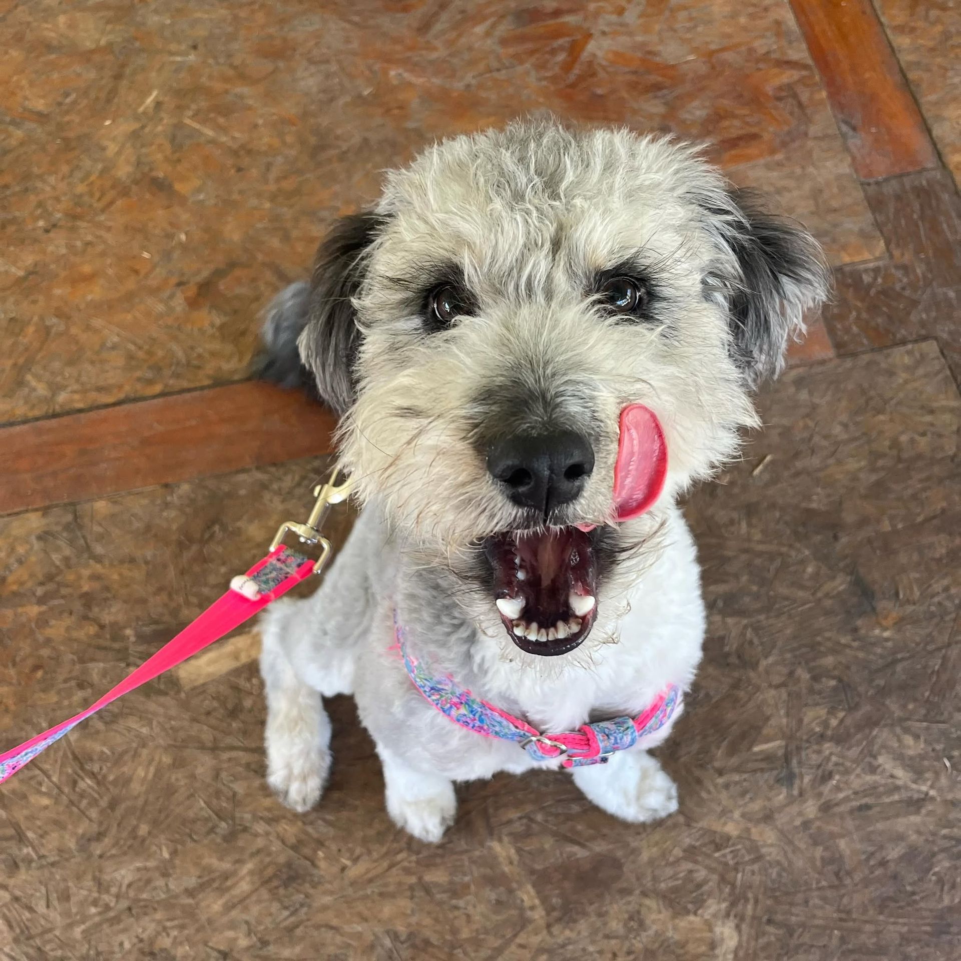 Small white dog on a pink leash, licking its nose and sitting on a tiled floor.