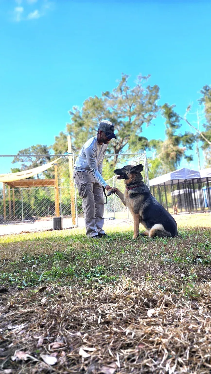 Person training a seated dog in a sunny park with trees and a blue sky