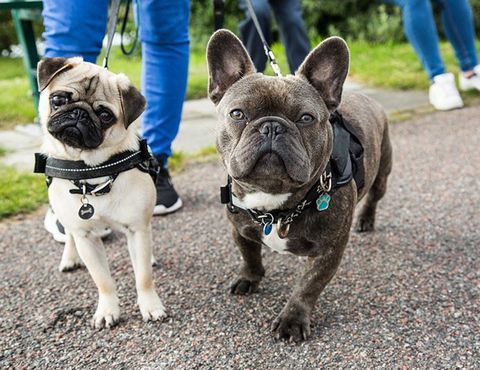 Pug and French Bulldog Walking — Palm Beach Gardens, FL —Loving Care Dog Walker and Pet Sitter Services