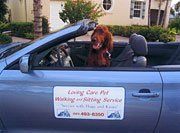 Dog Inside the Car — Palm Beach Gardens, FL — Loving Care Dog Walker and Pet Sitter Services