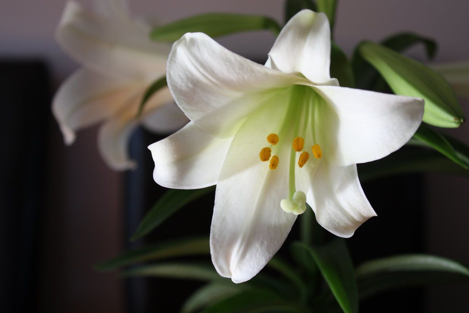 picture of an Easter Lily